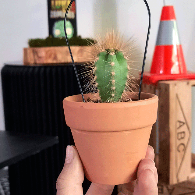 partini-cactus-party-favour